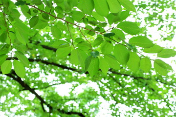 新緑を迎えた桜の葉