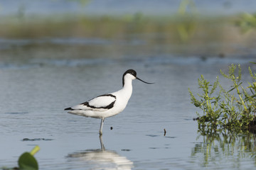 ソリハシセイタカシギ(pied avocet)