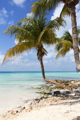 Tropical paradise image. Palm tree on a white sand beach with turquoise waters of the Caribbean sea. Vertical image.
