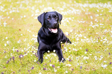 Hund Labrador Retriever Rassehund