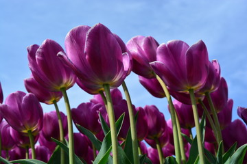 Obraz premium Purple tulips