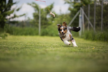 Ein Australian Shepherd beim Training © KK-Fotografie