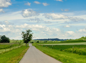 Road and Fields