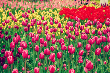  Amazing view of colorful  tulips in the garden.