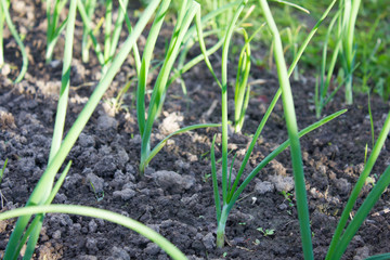 garden bed of lettuce and onions