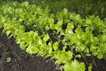 garden bed of lettuce and onions