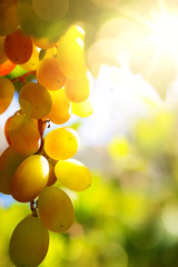 Art vineyard background; summer Grape fruit
