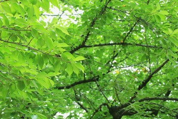 新緑を迎えた森林