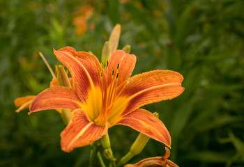 Wild Tiger Lily