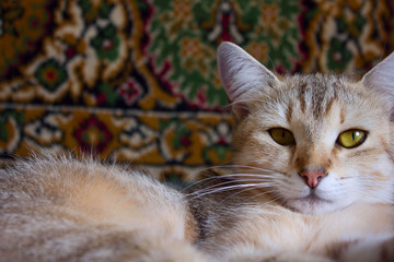 the cat lies on Mat background