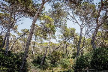 Kiefernwald auf Mallorca