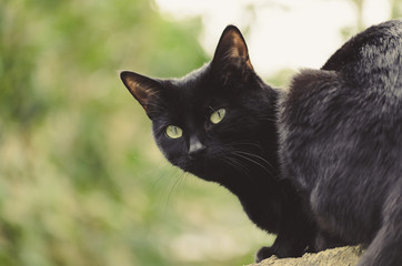 black cat looking back over its shoulder with the natural green background