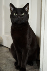 black cat sitting on the floor - 162367475