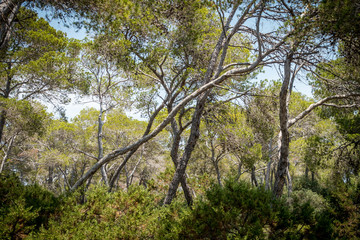 Kiefernwald auf Mallorca
