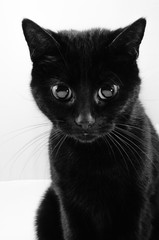 portrait of a black cat with huge big eyes - 162367609
