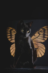 portrait of a black cat in front of a butterfly wing canvas - 162367631