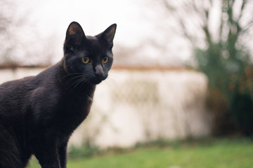 black cat with big nose standing outside - 162367650