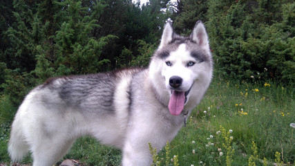 siberian husky