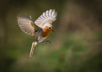 Fototapeta premium Europejski Robin unosi się ze skrzydłami