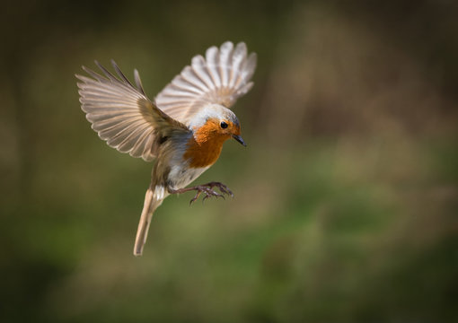 European Robin hovering with his wings out
