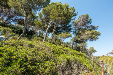 Fototapeta na wymiar Wald auf Mallorca