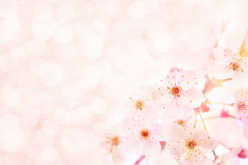 Fototapeta na wymiar Spring blossom/springtime cherry bloom, toned, bokeh flower background, pastel and soft floral card