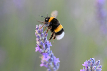 Bourdon sur lavande