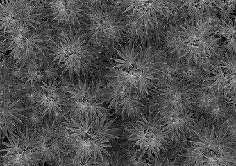 3d illustration. blooming marijuana cannabis farm background