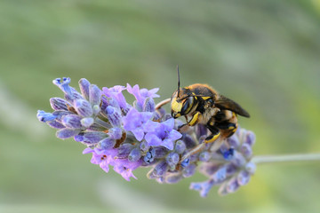 Abeille sur lavande