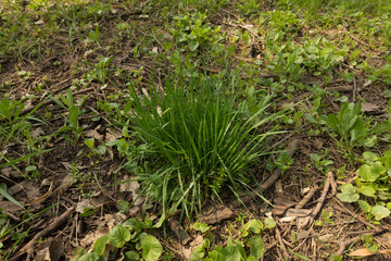 Single cluster of fresh green grass in the park