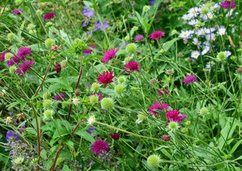 bunte Sommerblumen, Hintergrund