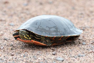 Painted Turtle Tucked into its Shell
