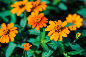 Yellow Flower In Garden