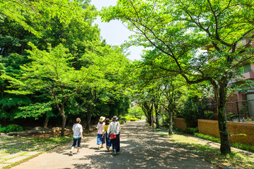 住宅街の桜並木