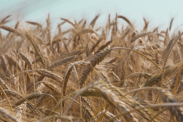 wheat field