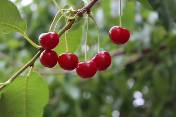 Red berries of a sweet cherry on a branch in a summer orchard on blurred background of green leaves, close up. Selective focus.Prunus cerasus.