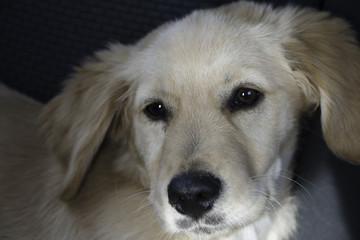 close up cute beautiful awesome golden retriever puppy portrait