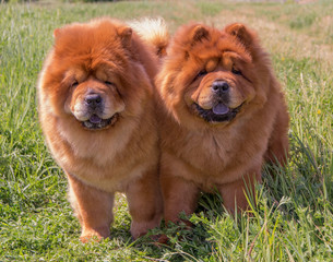 Two yellow, fluffy dogs, stand side by side.