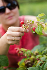 Young adult smiling woman picking raspberries in sunny summer day