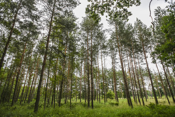Fototapeta premium Landscape of forest, summer time, sunny day in Poland.