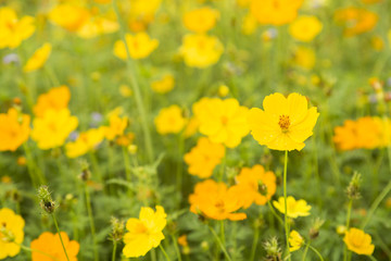 Obraz premium Yellow flower with yellow droplets with droplets look fresh after blurred eye.
