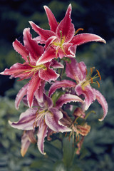 wild wachsende Lilien