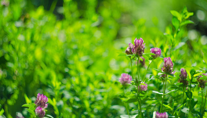 Meadow of beautiful clover flowers for luck, selective focus and shallow depth of field