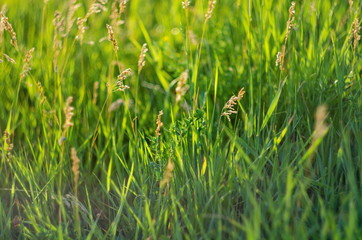 Background of green juicy grass on a meadow in summer, selective focus, shallow depth of field