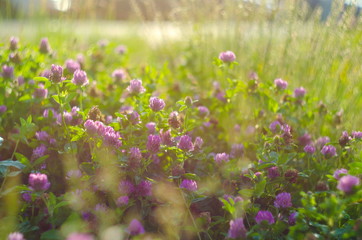Meadow of beautiful clover flowers for luck, selective focus and shallow depth of field