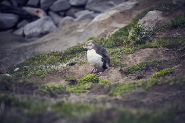 Pinguin in Katiki Point Neuseeland