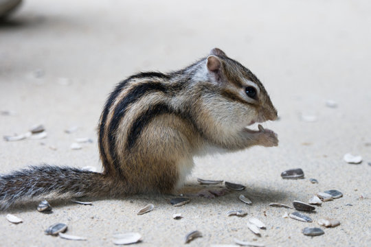 Squirrel eating sunflower seeds
