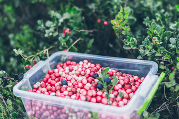Lingonberry in lunch box