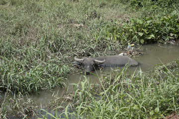 The real life of Cambodia