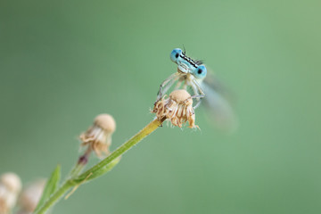 Occhi della libellula